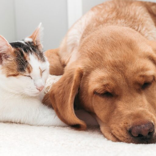 Nationwide Pet Insurance Nationwide Pet Insurance