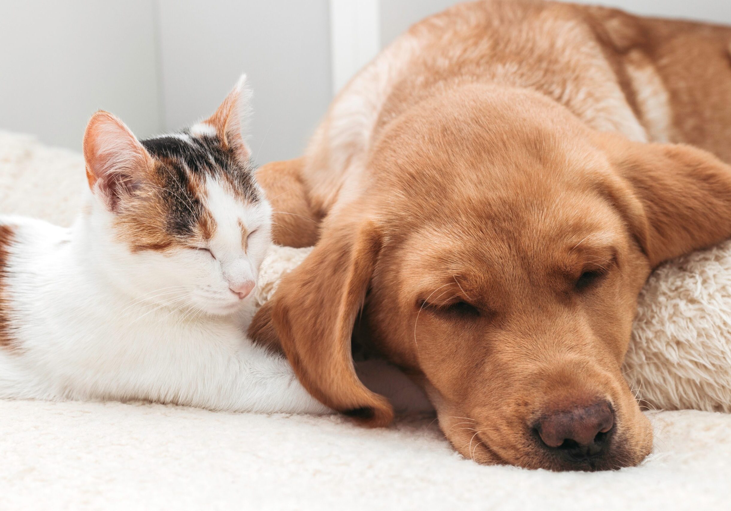 Nationwide Pet Insurance